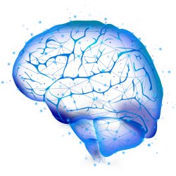 Brain 3