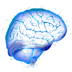 Brain 3